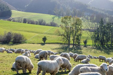 Koyun yolda, Fairlie, Canterbury, Yeni Zelanda 'ya yolculuk Tekapo Gölü' nden Christchurch, Güney Adası 'na yolculuk. 