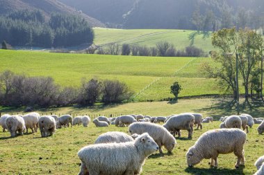 Koyun yolda, Fairlie, Canterbury, Yeni Zelanda 'ya yolculuk Tekapo Gölü' nden Christchurch, Güney Adası 'na yolculuk. 