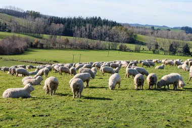 Koyun yolda, Fairlie, Canterbury, Yeni Zelanda 'ya yolculuk Tekapo Gölü' nden Christchurch, Güney Adası 'na yolculuk. 