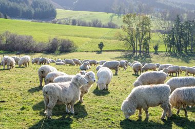 Koyun yolda, Fairlie, Canterbury, Yeni Zelanda 'ya yolculuk Tekapo Gölü' nden Christchurch, Güney Adası 'na yolculuk. 