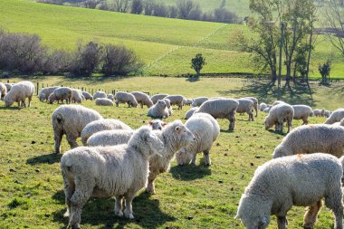 Koyun yolda, Fairlie, Canterbury, Yeni Zelanda 'ya yolculuk Tekapo Gölü' nden Christchurch, Güney Adası 'na yolculuk. 