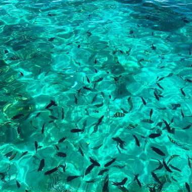 Endonezya 'daki Komodo Adası Ulusal Parkı' na tekne gezisi. 