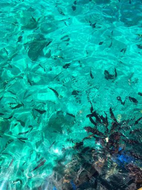 Endonezya 'daki Komodo Adası Ulusal Parkı' na tekne gezisi. 
