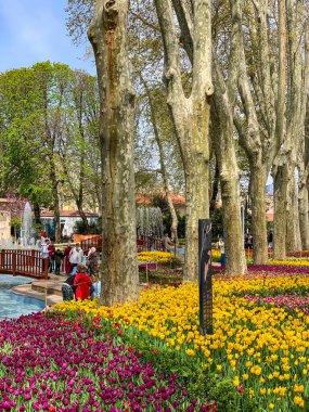 Gulhane lale Parkı, İstanbul 'da bahar lale festivali. İstanbul' un Glhane Parkı 'nda renkli laleler çiçek açıyor. 