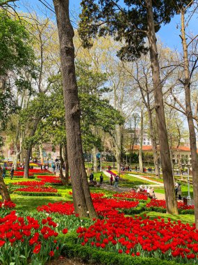Gulhane lale Parkı, İstanbul 'da bahar lale festivali. İstanbul' un Glhane Parkı 'nda renkli laleler çiçek açıyor. 