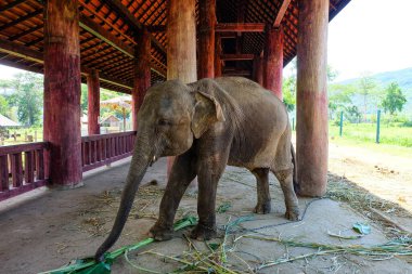 Luang Prabang, Laos 'taki Fil Köyü Sığınağı ve Tatil Köyü 