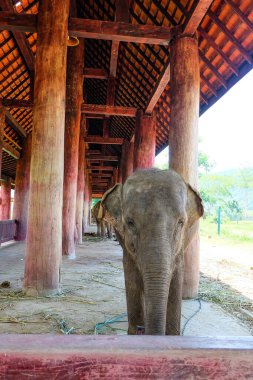 Luang Prabang, Laos 'taki Fil Köyü Sığınağı ve Tatil Köyü 
