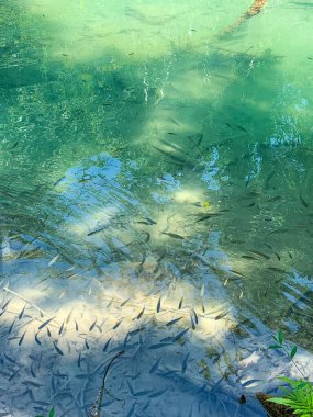 Kuang Si şelalesinin en görkemli ve nefes kesici doğası ve şelalesi ve onun yeşil, zümrüt kristal berrak suyu ve Luang Prabang Gölü. 