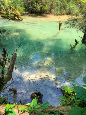 Kuang Si şelalesinin en görkemli ve nefes kesici doğası ve şelalesi ve onun yeşil, zümrüt kristal berrak suyu ve Luang Prabang Gölü. 