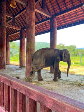 Luang Prabang, Laos 'taki Fil Köyü Sığınağı ve Tatil Köyü 