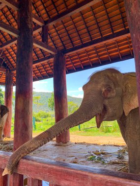 Luang Prabang, Laos 'taki Fil Köyü Sığınağı ve Tatil Köyü 