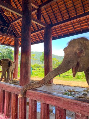 Luang Prabang, Laos 'taki Fil Köyü Sığınağı ve Tatil Köyü 