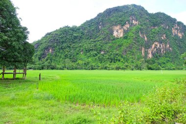 Beautiful green nature, rice paddy and mountain in the south of Laos, Khammuane province 
