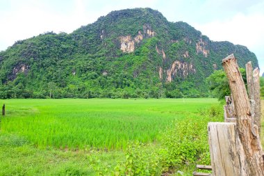 Beautiful green nature, rice paddy and mountain in the south of Laos, Khammuane province 