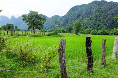 Beautiful green nature, rice paddy and mountain in the south of Laos, Khammuane province 