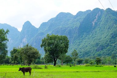 Beautiful green nature, rice paddy and mountain in the south of Laos, Khammuane province 