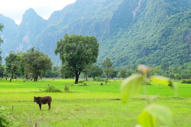 Beautiful green nature, rice paddy and mountain in the south of Laos, Khammuane province 