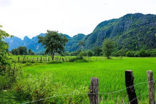 Beautiful green nature, rice paddy and mountain in the south of Laos, Khammuane province 