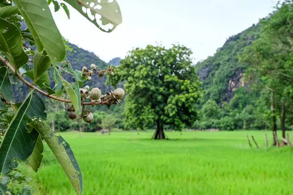Beautiful green nature, rice paddy and mountain in the south of Laos, Khammuane province 