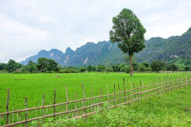 Beautiful green nature, rice paddy and mountain in the south of Laos, Khammuane province 