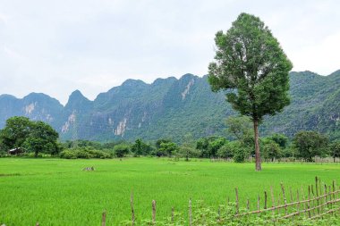 Beautiful green nature, rice paddy and mountain in the south of Laos, Khammuane province 