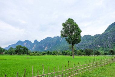 Beautiful green nature, rice paddy and mountain in the south of Laos, Khammuane province 