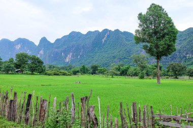 Beautiful green nature, rice paddy and mountain in the south of Laos, Khammuane province 