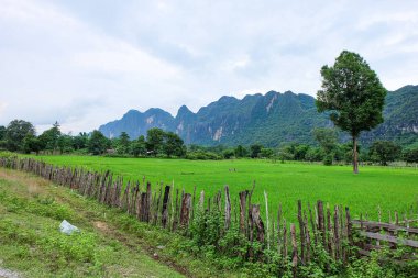 Beautiful green nature, rice paddy and mountain in the south of Laos, Khammuane province 