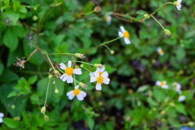 Beautiful green nature, mountain, lake and blooming wildflower in the south of Laos, Khammuane province 