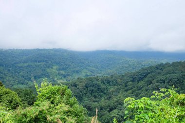 Fresh greenery mountain and rainforest of Laos 