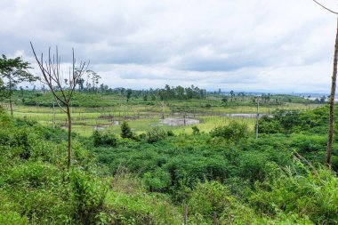 Fresh greenery mountain and rainforest of Laos 
