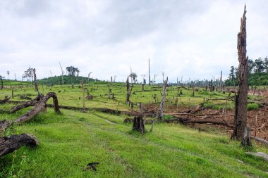 Fresh green grass field and meadow with standing dead trees at Nakai Plateau, Laos 