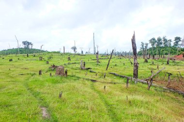 Fresh green grass field and meadow with standing dead trees at Nakai Plateau, Laos 
