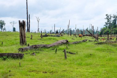 Fresh green grass field and meadow with standing dead trees at Nakai Plateau, Laos 