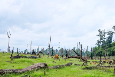 Local cows and cattle on a green grass field at Nakai Plateau, Laos 