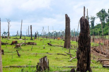 Fresh green grass field and meadow with standing dead trees at Nakai Plateau, Laos 