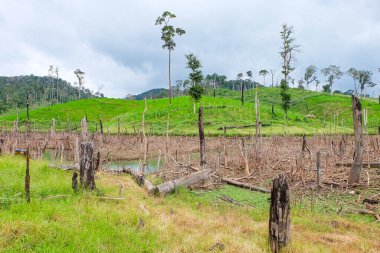 Fresh green grass field and meadow with standing dead trees at Nakai Plateau, Laos 