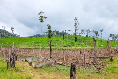 Fresh green grass field and meadow with standing dead trees at Nakai Plateau, Laos 