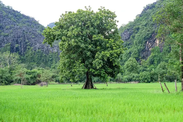 Beautiful green nature, rice paddy and mountain in the south of Laos, Khammuane province 