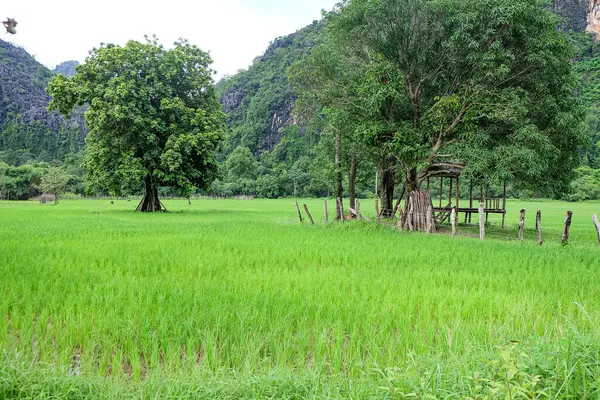 Beautiful green nature, rice paddy and mountain in the south of Laos, Khammuane province 