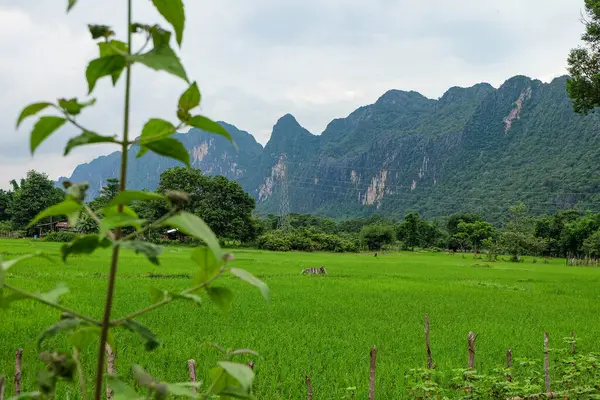 Beautiful green nature, rice paddy and mountain in the south of Laos, Khammuane province 