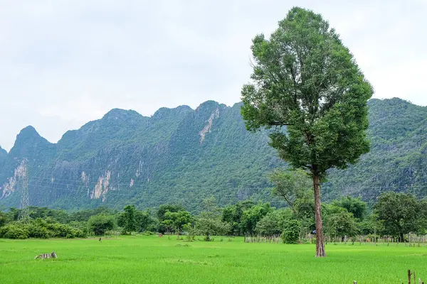 Beautiful green nature, rice paddy and mountain in the south of Laos, Khammuane province 