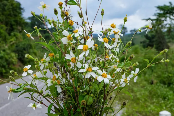 Beautiful green nature, mountain, lake and blooming wildflower in the south of Laos, Khammuane province 
