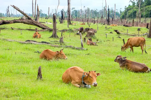 Local cows and cattle on a green grass field at Nakai Plateau, Laos 