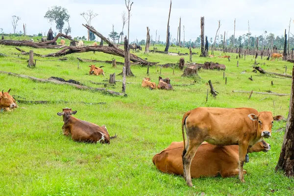 Local cows and cattle on a green grass field at Nakai Plateau, Laos 