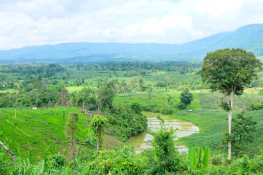  Fresh greenery mountain and rainforest of Laos 