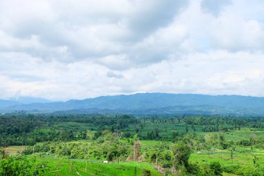  Fresh greenery mountain and rainforest of Laos 