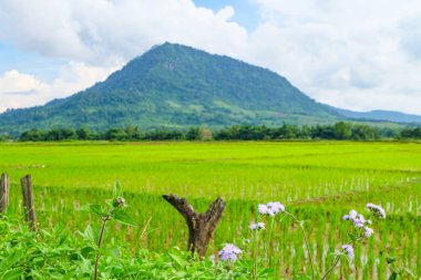 Green rainforest, mountain, nature with fresh rice paddy fields and terraces in Laos 