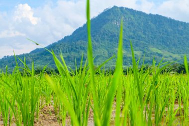 Green rainforest, mountain, nature with fresh rice paddy fields and terraces in Laos 