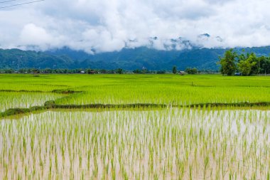 Fresh green rice paddies and rice fields in the south of Laos, with the background of a foggy cloudy mountain, Khammuane Province, Laos   